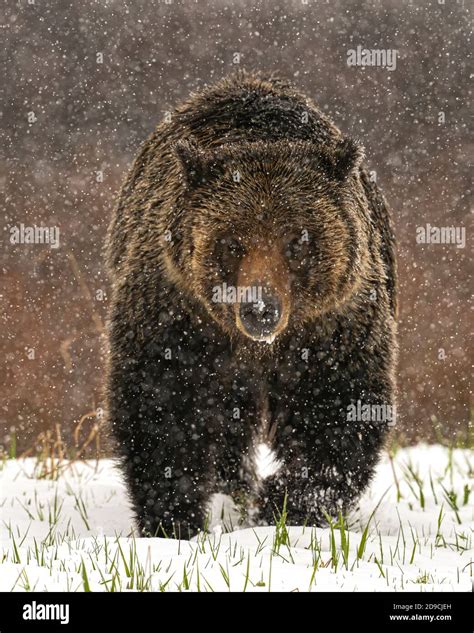 Grizzly Bear Yellowstone Hi Res Stock Photography And Images Alamy