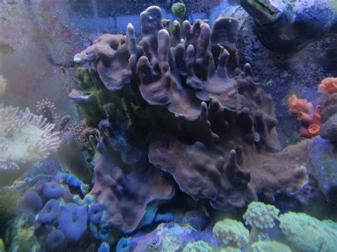 Coralline algae | Reef2Reef