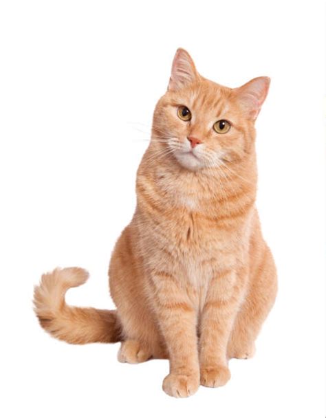 Orange Cat Sitting Stock Photos Pictures And Royalty Free Images Istock