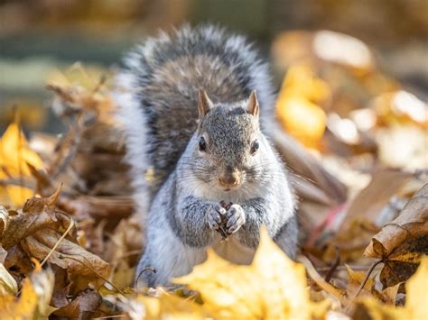 When Is The First Day Of Fall? 5 Things To Know About Autumnal Equinox | Across America, US Patch