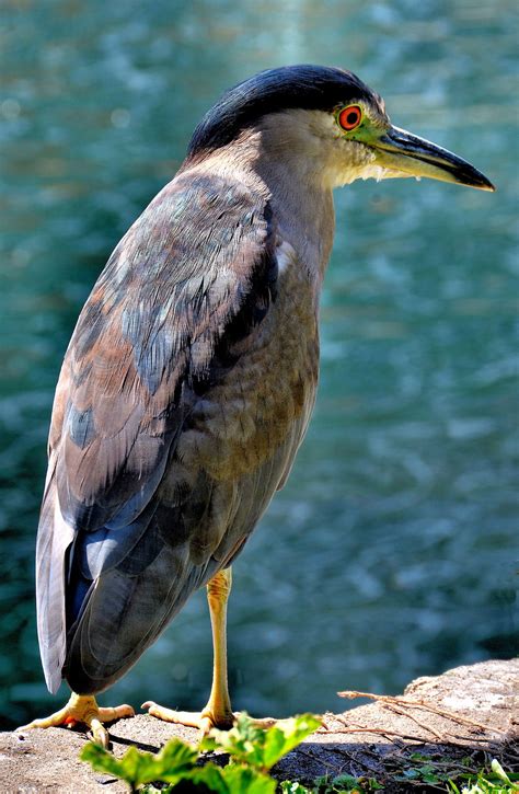 Juvenile Black-Crowned Night Heron on Lake Merritt in Oakland