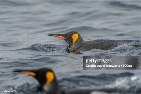 33 Penguin Islet Tasmania Stock Photos High Res Pictures And Images