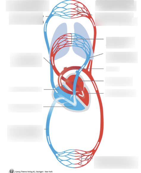 Schaubild Kreislaufsystem Quizlet