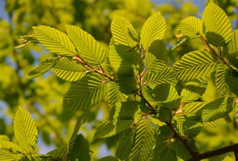 Olmo Propiedades de la Planta Medicinal Herbolario Casa Pià