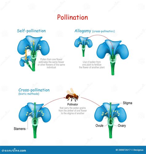 Pollination of the Flower by Bee Stock Vector - Illustration of nectar ...