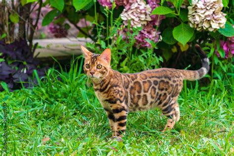 Beautiful young bengal cat in the garden Stock Photo | Adobe Stock