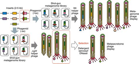 Frontiers Exploring The Secretomes Of Microbes And Microbial