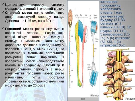 Часна фізіологія ЦНС - презентация, доклад, проект