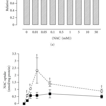 Effect Of Nac On The Cell Viability A And Uptake Of Nac B In A