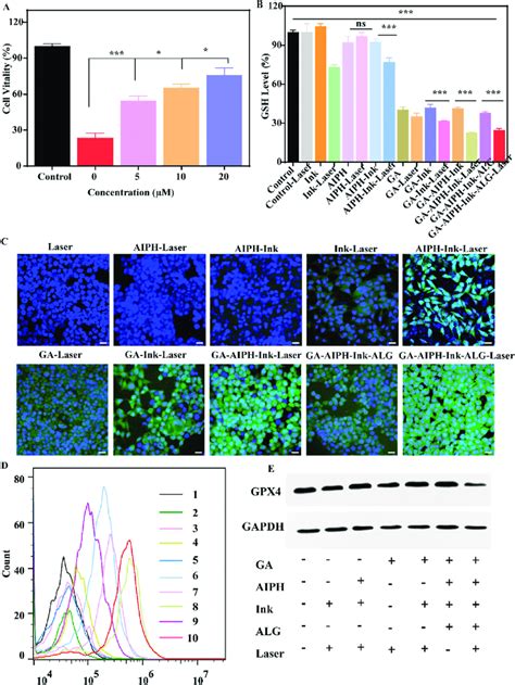 Analysis Of Ferroptosis In Vitro A Cell Viability Of HCT116 Cells