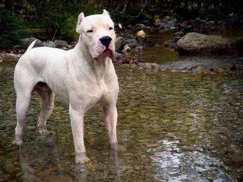 Dogo Argentino Dog Breed Information Pictures And More