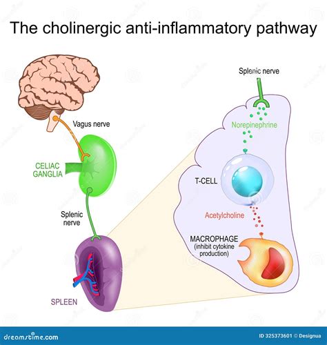 Vagus Nerve And Inflammation The Cholinergic Anti Inflammatory Pathway