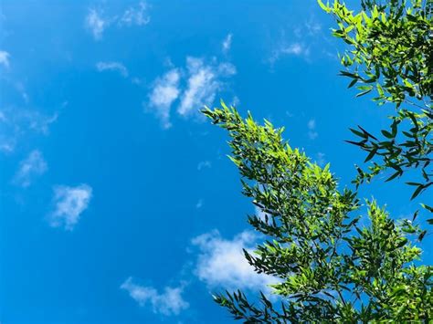 Premium Photo Low Angle View Of Tree Against Blue Sky