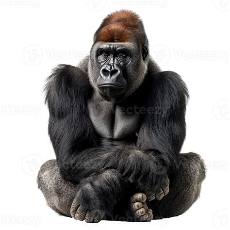 Ai Generated Female Gorilla Sitting Isolated On Transparent Background