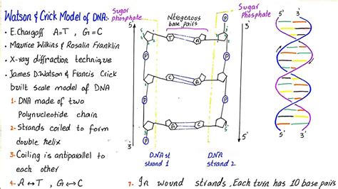 Watson And Crick Model Of Dna Youtube