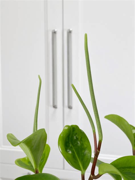 Peperomia Rosewood Care Difficulty Easy