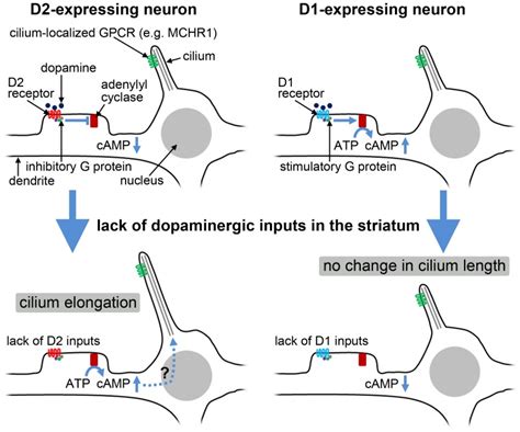 It Is Generally Accepted That Dopaminergic Inputs To D1 And D2