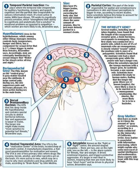 How The Human Brain Differs According To Sex Male And Female Brains