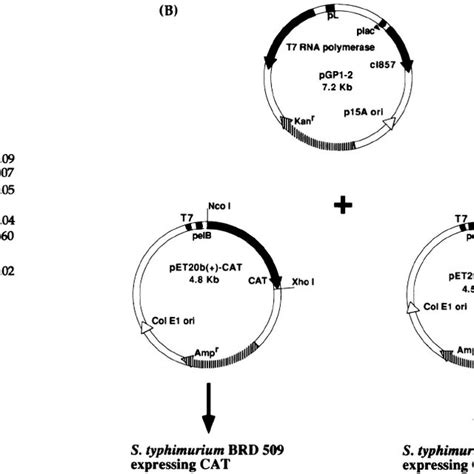 A Restriction Enzyme Digestion With Xho I And Nco I Of The Constructs