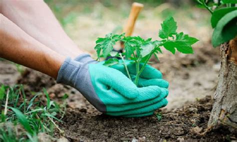 C Mo Transplantar Tus Plantas Correctamente Y Paso A Paso Para Que No