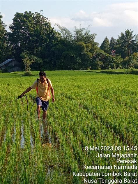 APLIKASI PESTISIDA DAN ZPT UNTUK PERTANAMAN PADI DI UPB PENIJAUAN