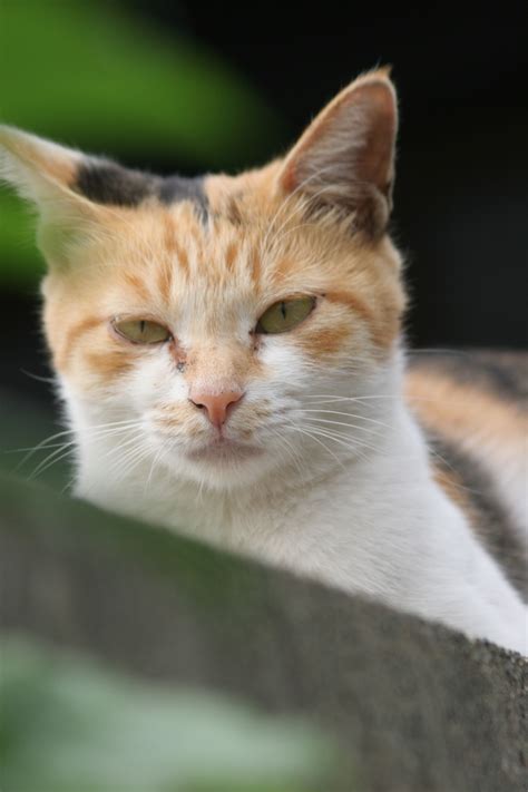 Discover Why Most Filipinos Prefer Midnight Mornings for Work