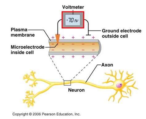 Bioelectricity Reimagined Funsizephysics