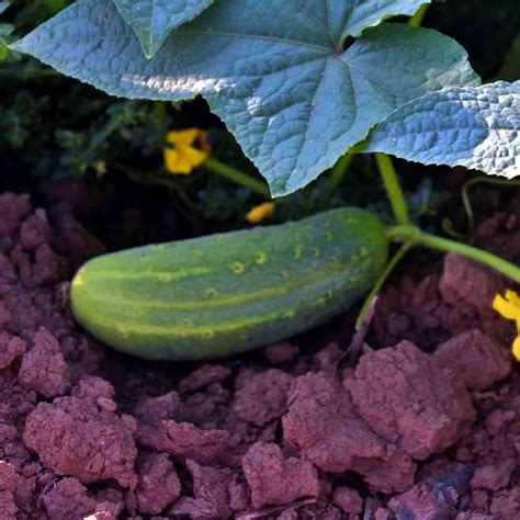 Wisconsin SMR 58 Pickling Cucumber Seeds Heirloom Etsy