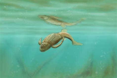 Bothriolepis Speedpaint Juvenile By Danieljoelnewman On Deviantart