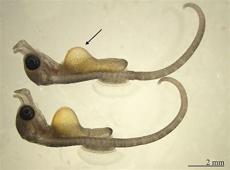 Male Seahorse Pregnancy Has Some Eerie Similarities To Human