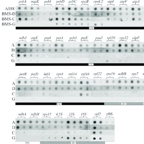 Rna Gel Blot Analysis Of Mitochondrial Genes The Rna Gel Blots Shown