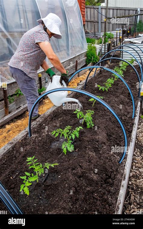 Watering In Newly Planted Well Hardened San Marzano Tomato Seedlings