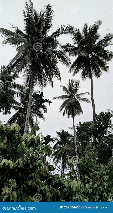 Rbol De Coco Y Rbol Kakao Imagen De Archivo Imagen De Coco Bosque