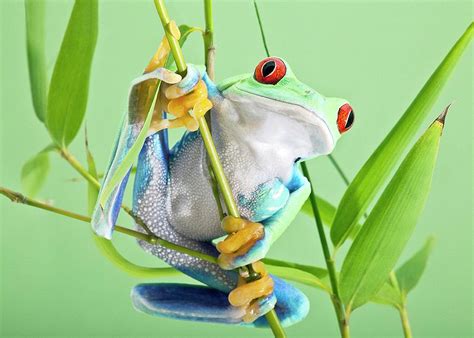 Red Eyed Tree Frog Photograph By Linda Wright Fine Art America