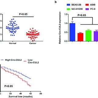 Reduction Of Circ CUL2 Is In NSCLC Tissues And Cells A And B RT QPCR