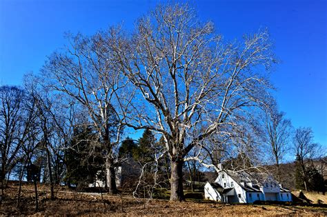 Champion Sycamore Tree In West Virginia A Guide Louis Dallara