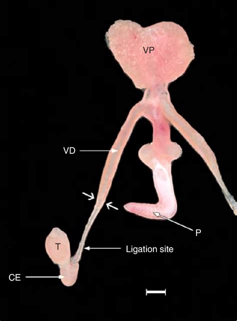 Dissection Of The Reproductive Tract Of An Adult Male Spinifex Hopping Download Scientific