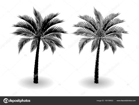 Una Palmera Tropical En Blanco Y Negro Estilizado Para L Piz Aislado