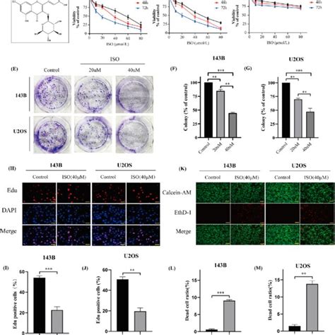 Isoquercitrin Inhibits The Proliferation Of 143b And U2os Cells In