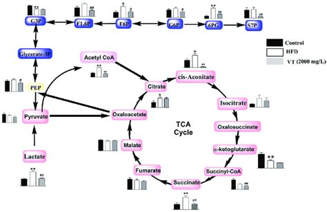 Metabolome Pathway Map Of The Quantified Metabolites Including The