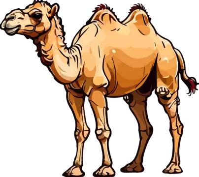 Camel Illustration Cartoon Vector Camel Clipart Cartoon Clipart