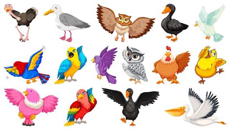 Conjunto De Diferentes Aves Estilo De Dibujos Animados Aislado