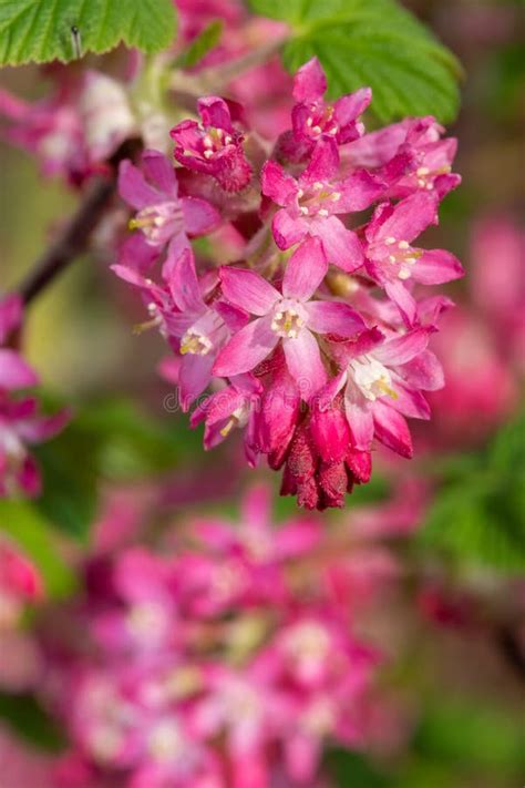 Red Flowering Currant Ribes Sanguineum Flowers Stock Image Image Of