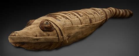 Mummies New Secrets From The Tomb Opens At Nhm