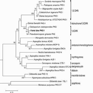 Molecular Phylogenetic Analysis By Maximum Likelihood Method The