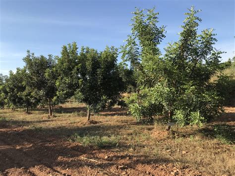 Cultivo Y Cuidado Del Algarrobo Cuidatree