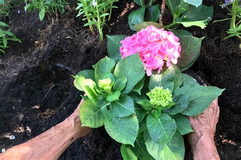 Top What Plants Go With Hydrangeas