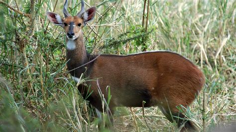 Bushbuck Mpalalive