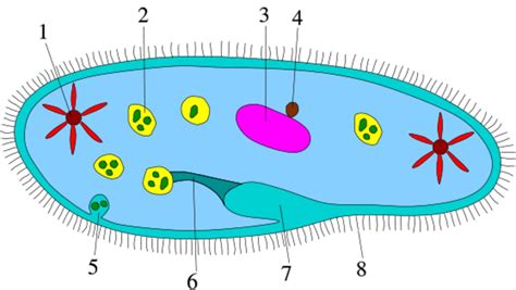 18 Paramecium Fun Facts Facts Net