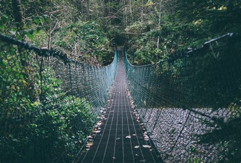 Fotos Gratis Rbol Bosque Cuerda Madera Puente Colgante Selva